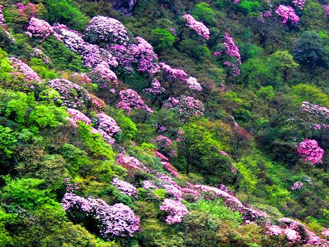 青岛大珠山万亩杜鹃在哪里 什么时候开