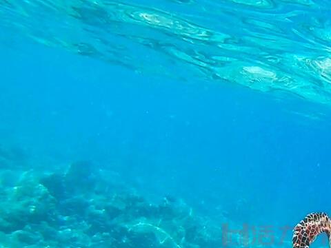 马尔代夫哪些岛浮潜最好