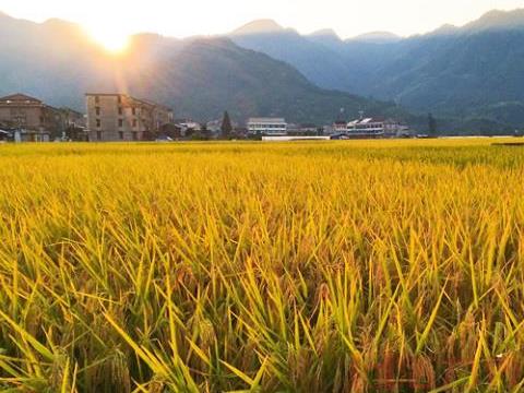 2021温州秋季绝美稻田景点推荐