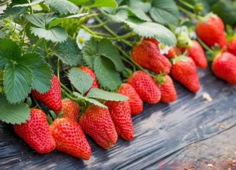 2021烟台天崮山冬季草莓采摘攻略 附价格