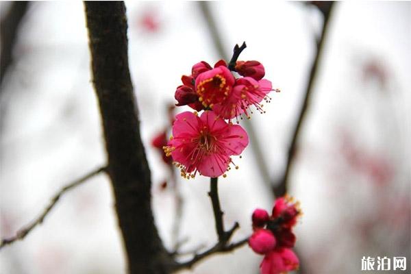 上海梅花节2020最佳观赏时间 上海梅花开了