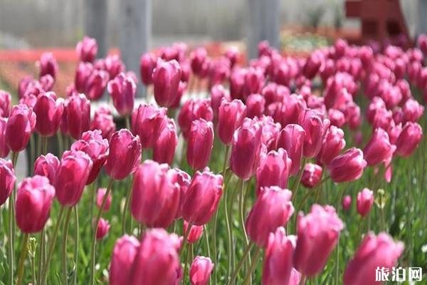 遂平县嵖岈山温泉小镇郁金香园什么时候花开 门票-停车收费