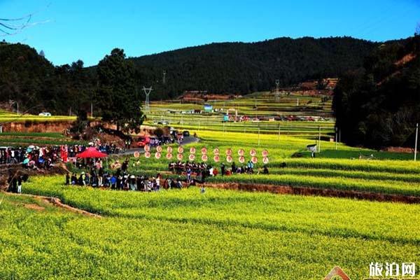 云南峨山县油菜花在哪里观赏 油菜花节时间