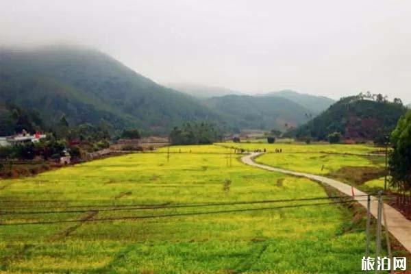 惠州横河镇花园村油菜花观赏指南