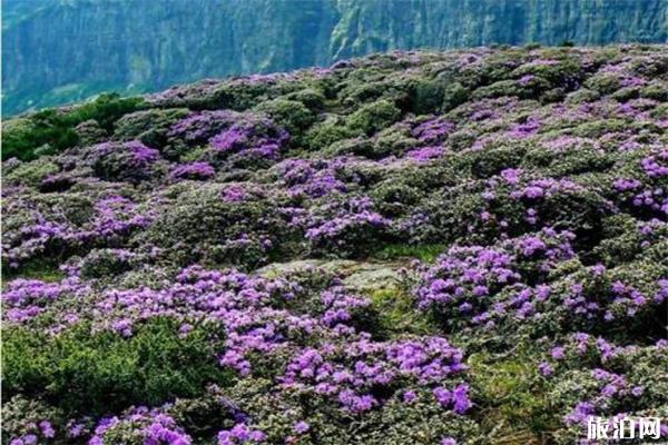 昆明轿子雪山杜鹃花什么时候开