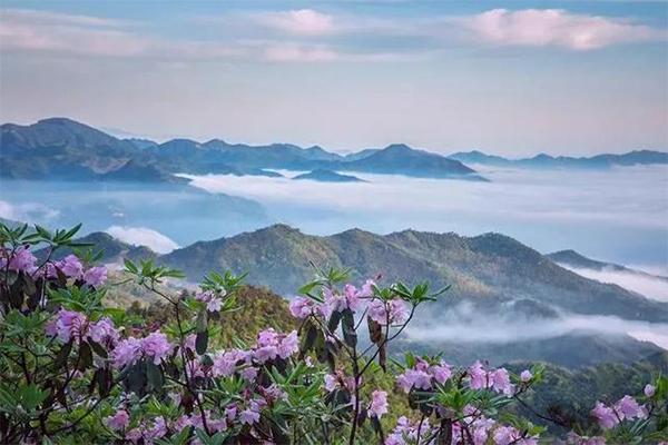 天台山华顶杜鹃几月份开