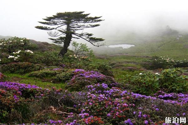 昆明轿子雪山杜鹃花什么时候开