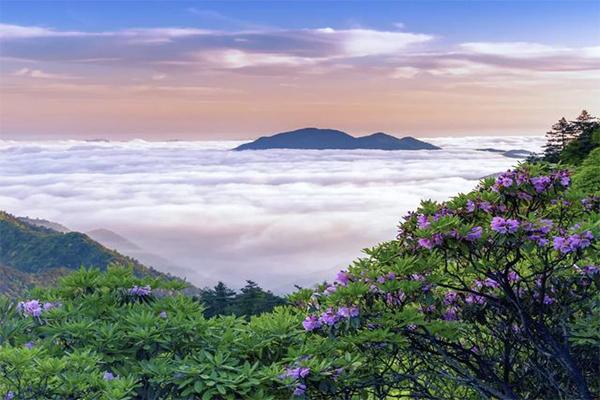 天台山华顶杜鹃几月份开