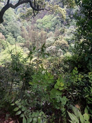 青城山好玩吗 青城山自驾一日游攻略