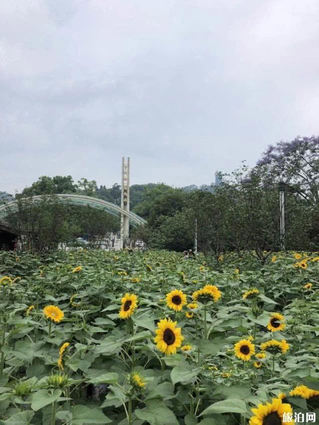 南山植物园向日葵什么时候开 位于哪里