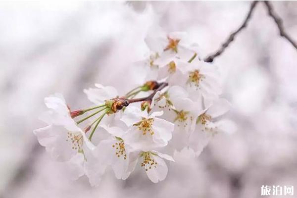 湖南省植物园樱花什么时候开