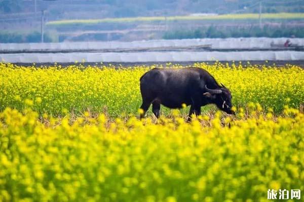 韶关江尾镇油菜花什么时候开2022