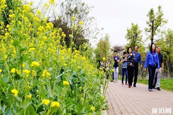 顺德顺峰山公园油菜花在哪儿