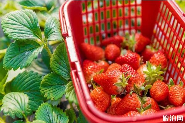 2021烟台天崮山冬季草莓采摘攻略 附价格