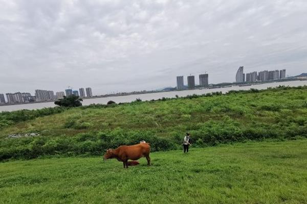 佛山西樵平沙岛一日游攻略