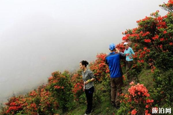 云浮新兴天露山杜鹃花什么时候开