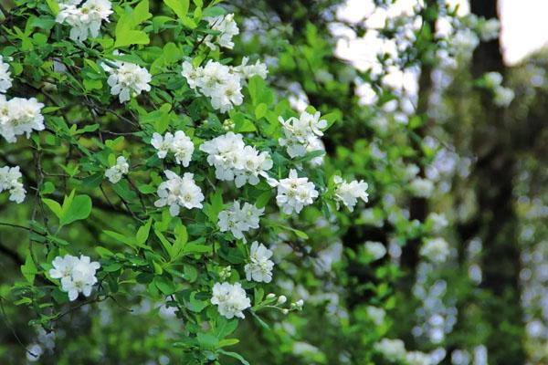 湖南省植物园在哪里 怎么去