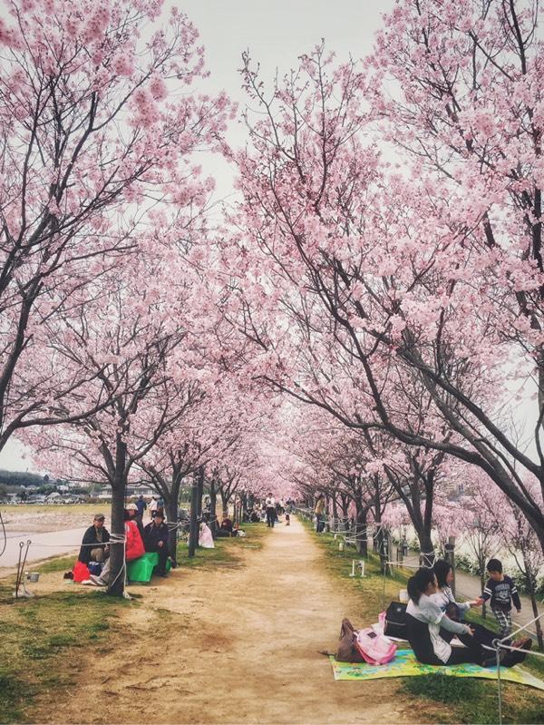 日本赏樱花最佳地点