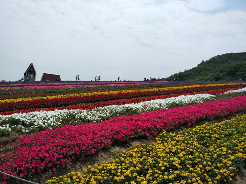 无锡雪浪山有什么玩的 无锡雪浪山薰衣草花期 