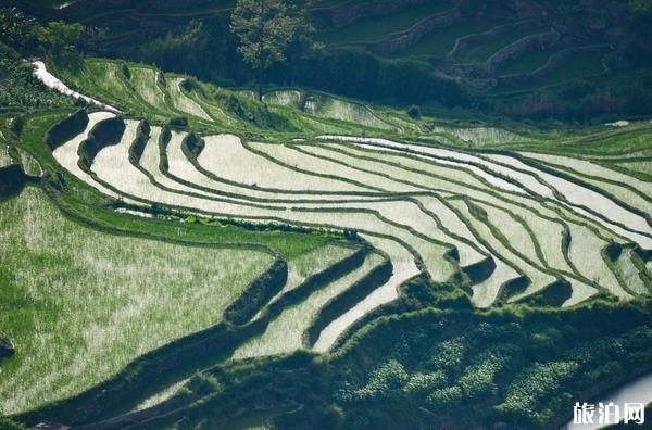 云南元阳梯田旅游攻略