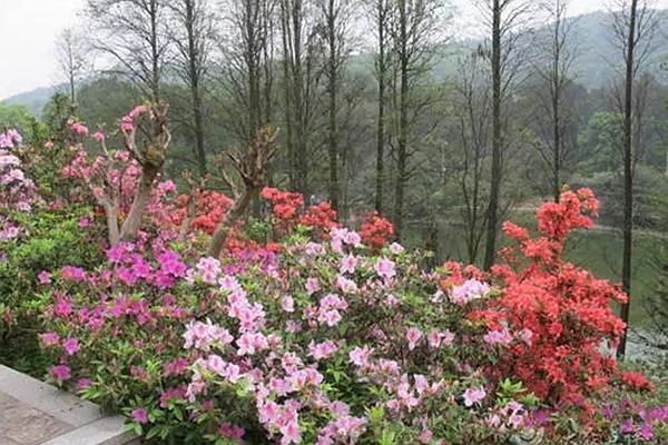 温州杜鹃花在哪里观赏最好 这些地方的杜鹃花美丽又芬芳