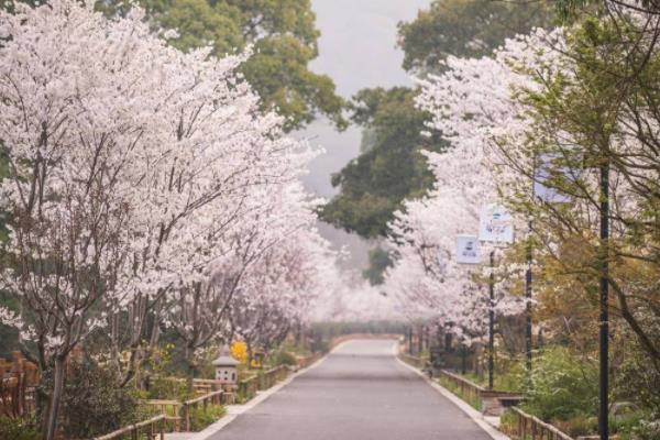 无锡赏樱花的地方有哪些