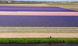 荷兰为什么被称为花之国   荷兰为什么被称为风车之国  