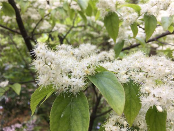 桐庐大奇山好玩吗 桐庐大奇山门票多少钱