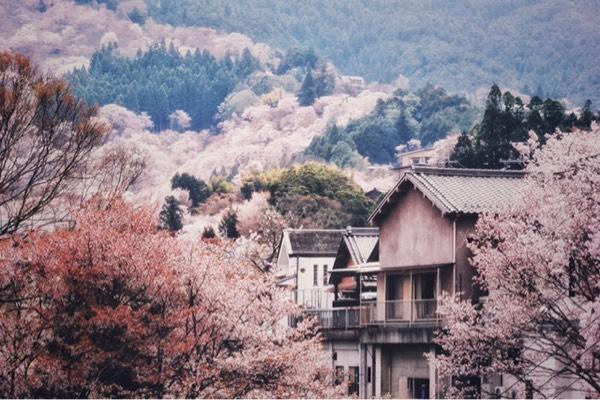 日本赏樱花最佳地点