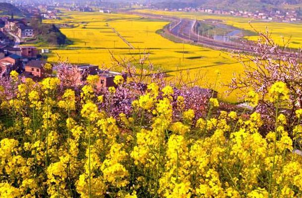 重庆油菜花旅游景点在哪里