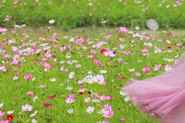 2021温江汪家湾格桑花海盛花期-旅游指南