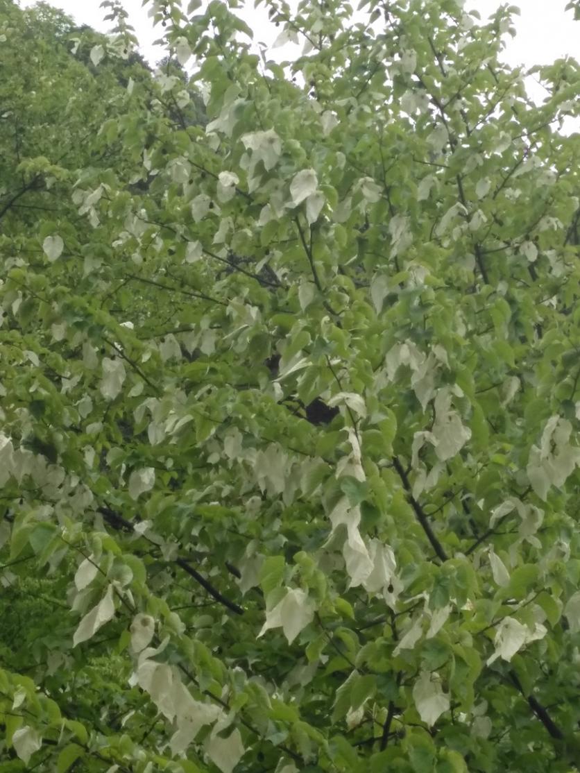 珙桐花什么时候开花 中国哪里可以看珙桐花