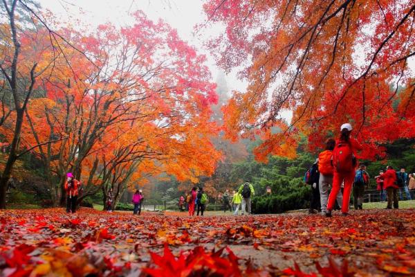 庐山红叶什么时候去最好 庐山去哪看红叶