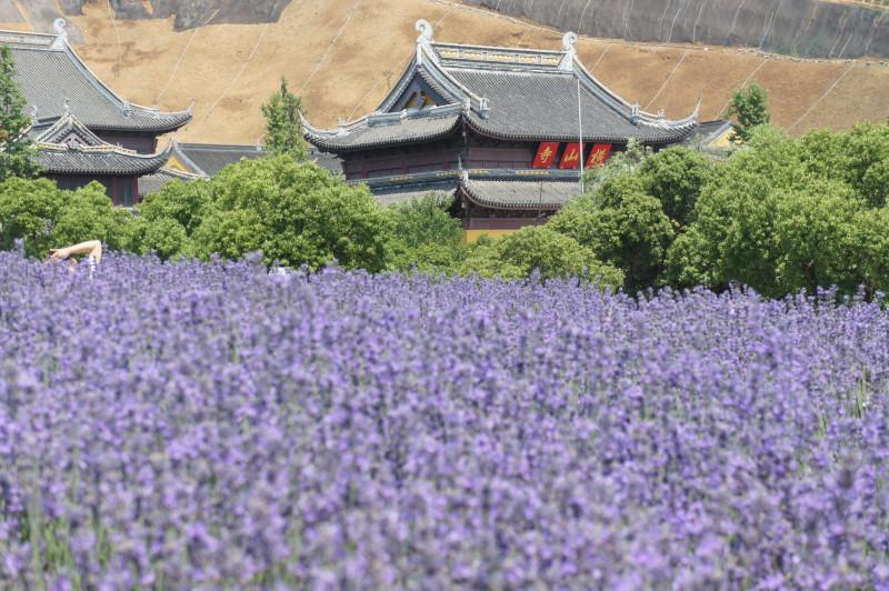 无锡雪浪山有什么玩的 无锡雪浪山薰衣草花期 