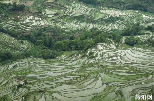 云南元阳梯田旅游攻略