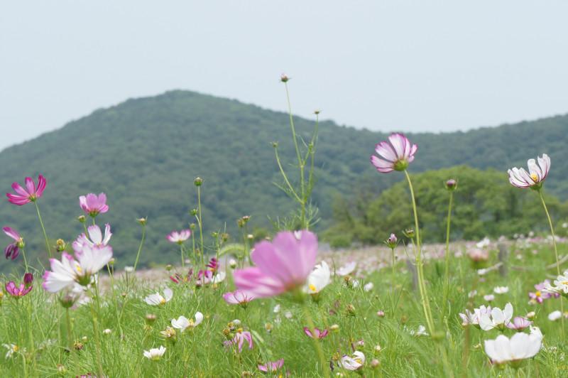 无锡雪浪山有什么玩的 无锡雪浪山薰衣草花期 