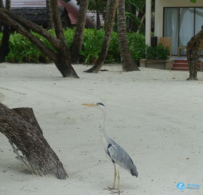 2018马尔代夫自由行旅游攻略