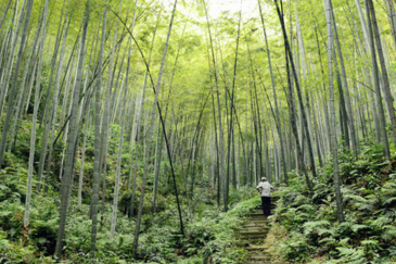 永川茶山竹海一日游攻略   永川茶山竹海门票是多少