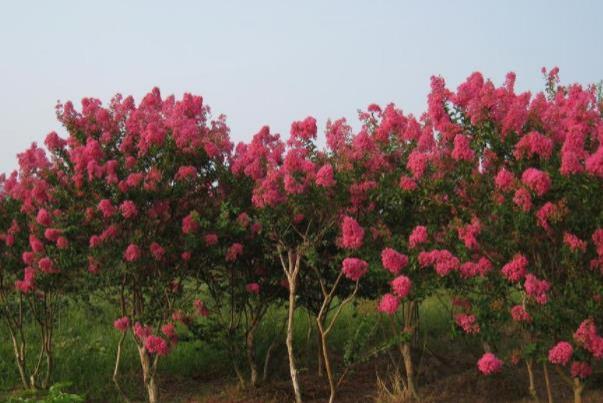 长沙看花的地方有哪些 长沙全年赏花攻略