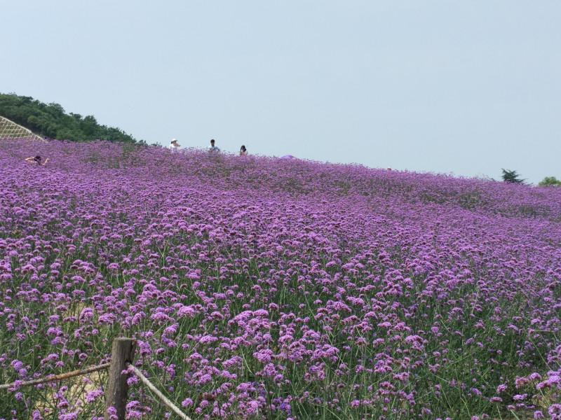 无锡雪浪山有什么玩的 无锡雪浪山薰衣草花期 