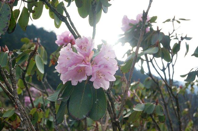 神农架有什么好玩的地方 神农架有野人吗