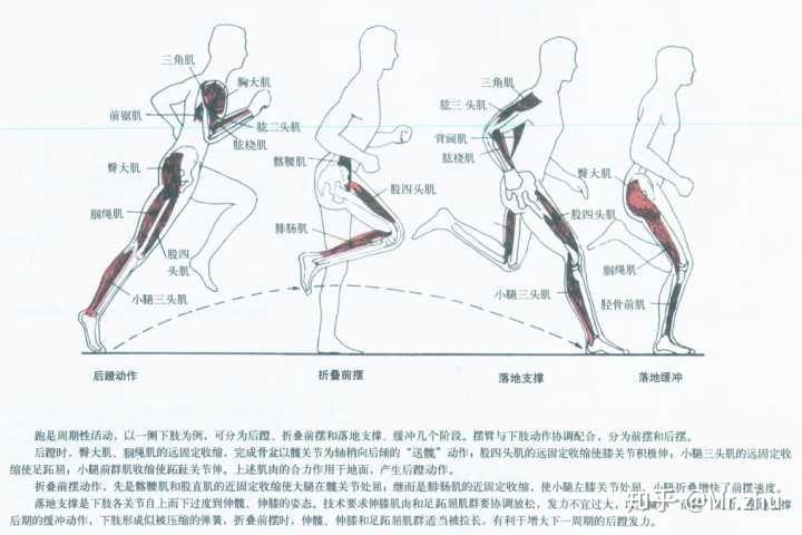 跑步机走动作要领是什么？