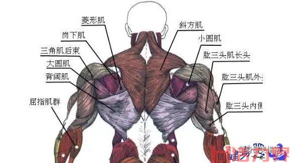 背部肌肉群介绍及重要性？