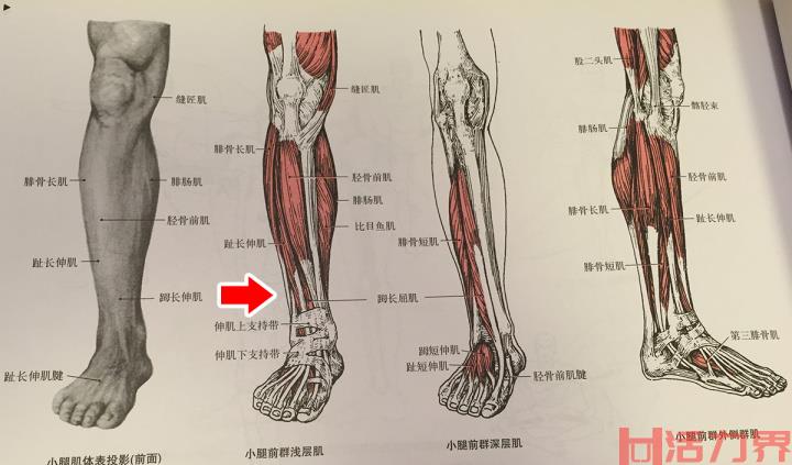 怎么把小腿练细？