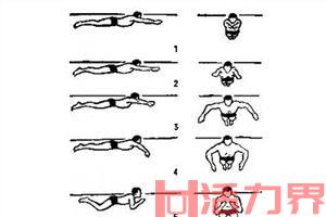 蛙泳的动作要领是什么？