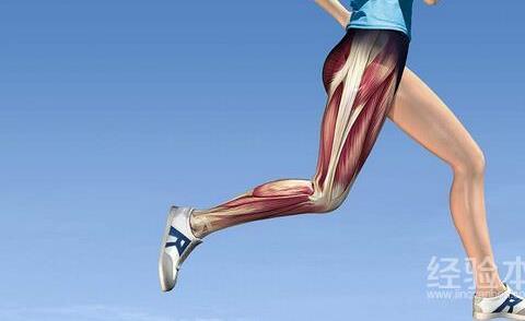 腿部肌肉多久能练出来？