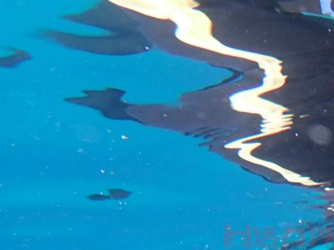 普吉岛斯米兰岛潜水攻略有哪些？