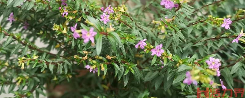 佛山适合露营野餐的地方在哪里