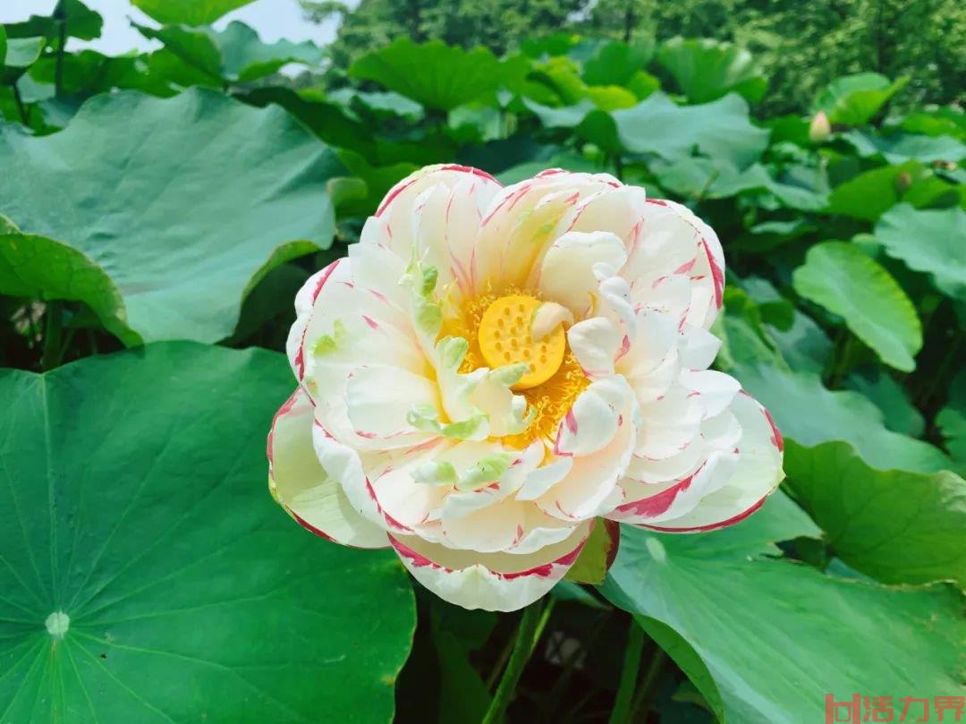 重庆南山植物园春季赏花游玩攻略