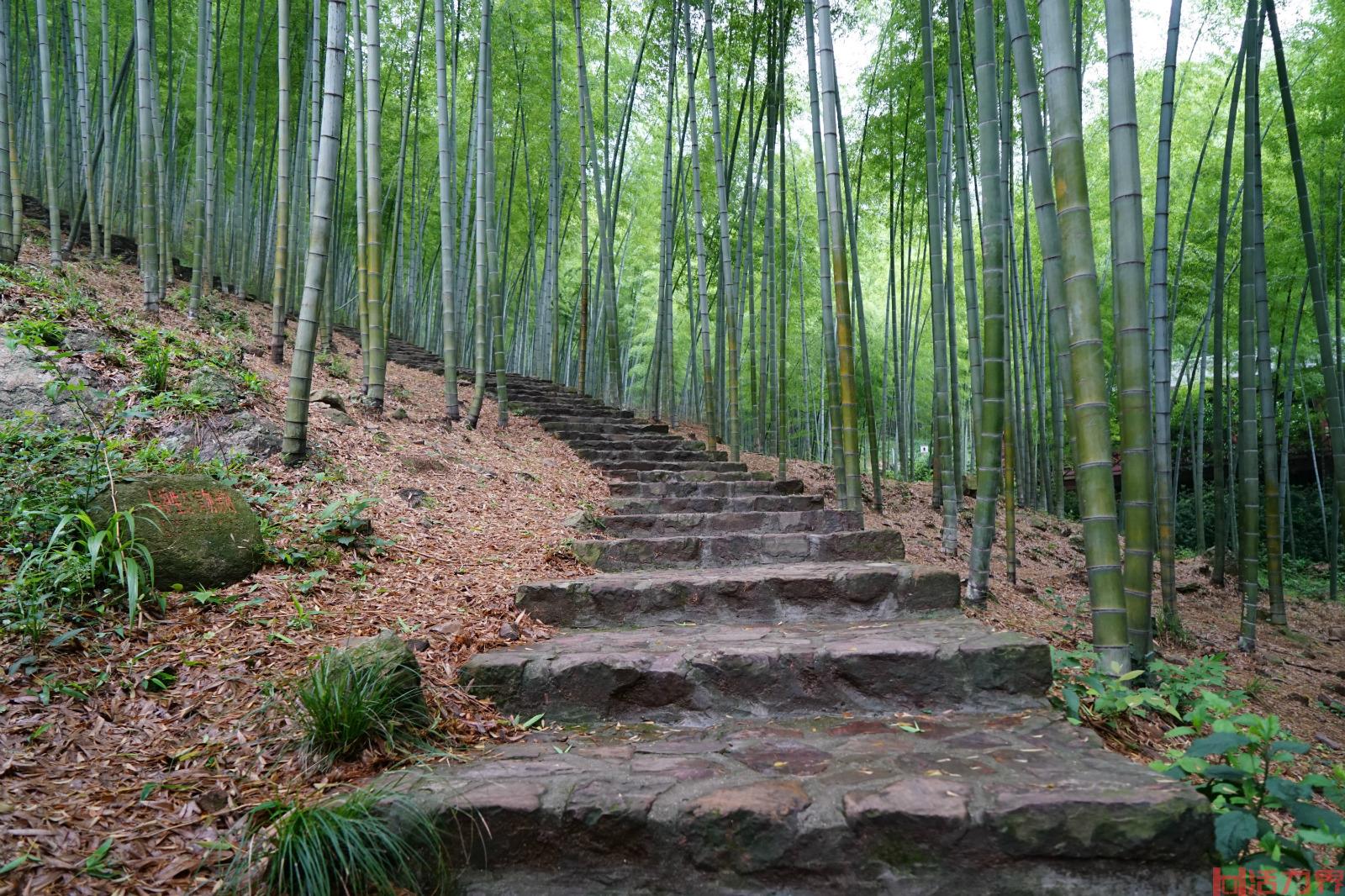 宜兴竹海好玩吗 宜兴竹海有什么好玩的景点